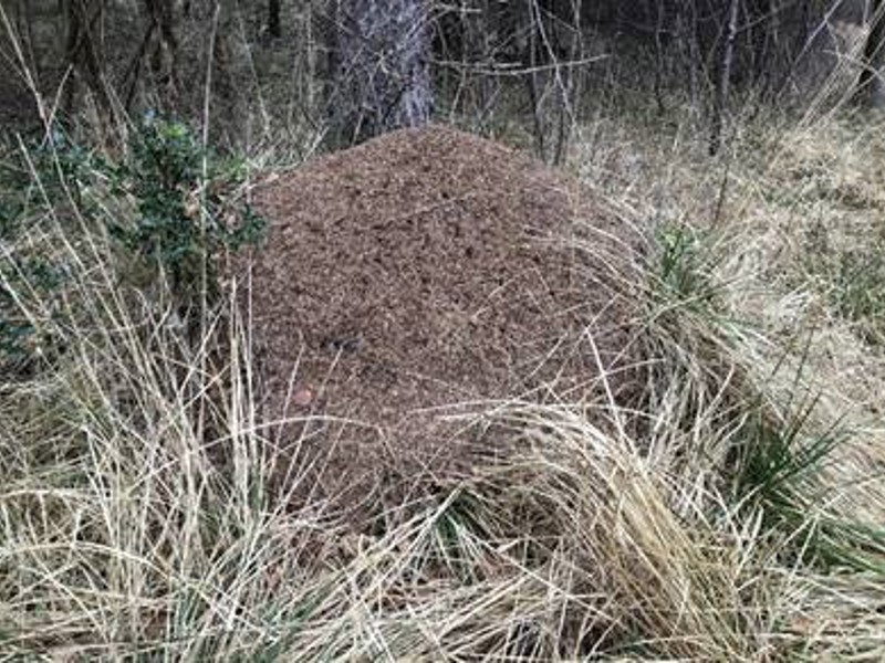 Image of a rare ants nest that was saved by Amey utilities arboreal team.