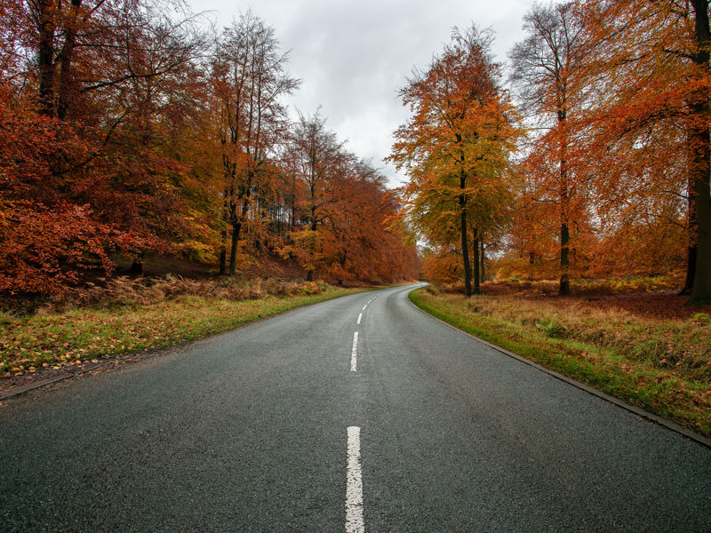 Image of a rural road, surrounded by woodland.
