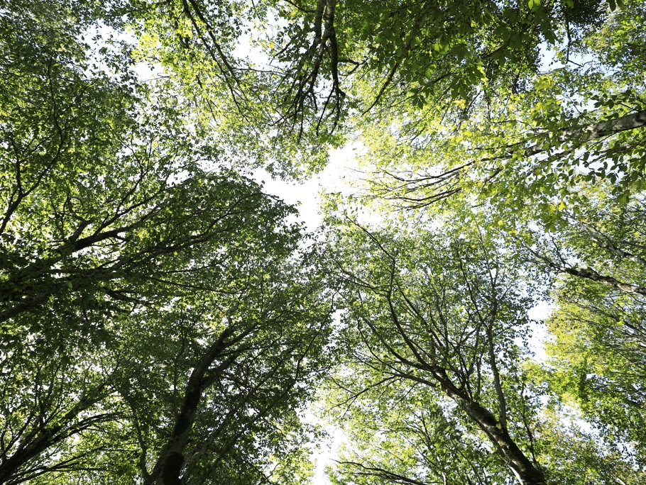 Image of a view from below of woodland trees