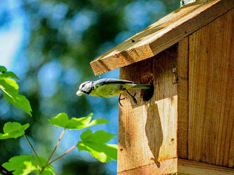 Image of a bird coming out of a wooden birdhouse.