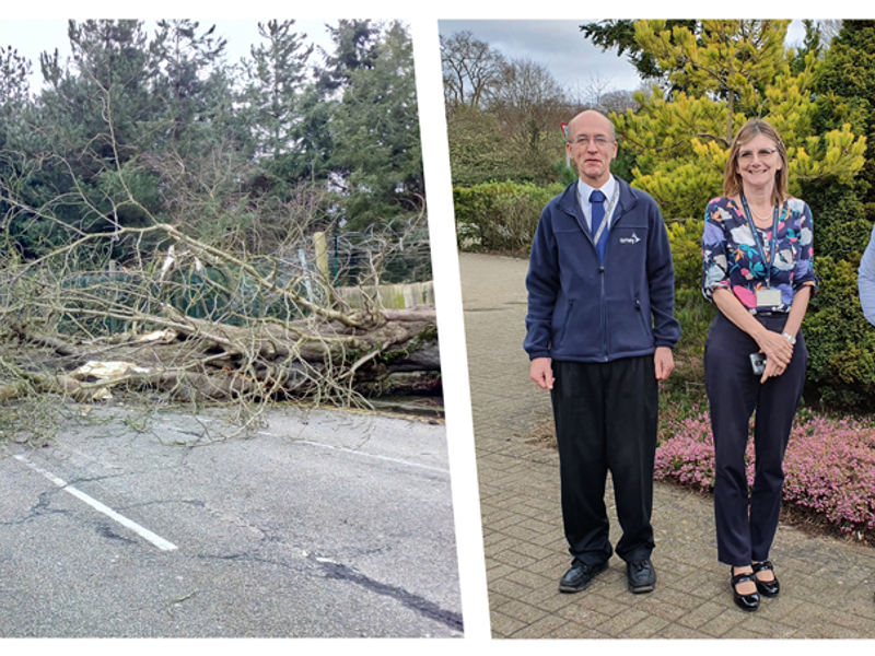 Side by side image of a fallen tree in the road and Amey employees.
