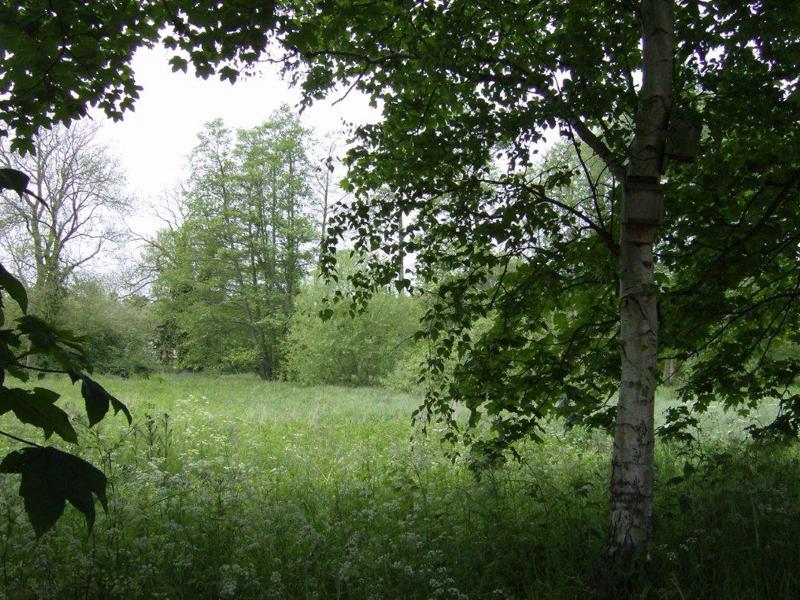 Image of a forest area.