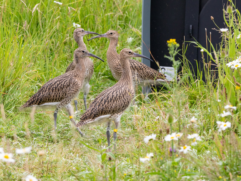Image of birds stood in the grass in a conservation park.